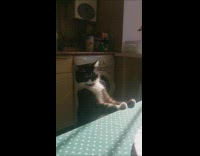 Kitten stands upright while sleeping 