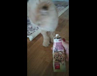 Brown cat eats green pink tube treat 