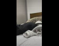 Black weiner dog in bed shaking head and ears 