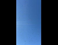 Swarm of Dragonflies fly around the air a the golf course