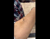 Spider carry egg sack crawl  on arm