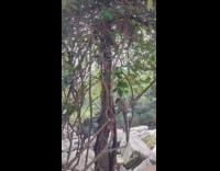 Small monkeys with large furry tails on the tree