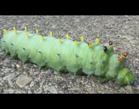 Green moth caterpillar crawls close up video