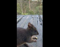 Wild Pademelon approached and eats food given to it