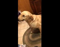 Collab DogIG - Dog smiles at girl doesnt want bath