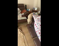 Girl tries to scare sleeping girl scares dog