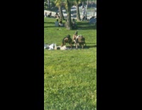 Two woman twerk video shoot public park