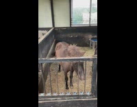 Brown pony in farm pen using hoof to knock on gate 

