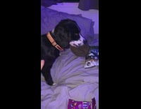 Dog carries hedgehog into bed