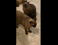 Collab BitchMP - Three identical black cats