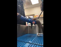 Kitten scaring groomer by jumping onto him