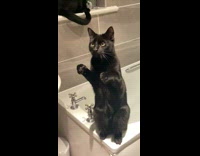 Kitten slaps the air 