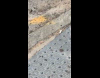 Submitter shows two birds fighting on road