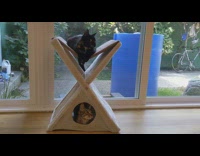 Two cats head movements in sync house