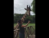 Giraffe headbutts woman for selfie 