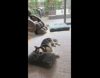 Husky dog lays down pillow massage chair 
