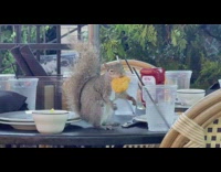 Squirrel steal leftover food from the table