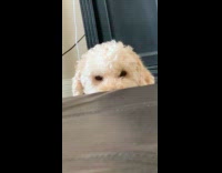 Collab BitchIG2 - Dog stares and gives man a side eye 