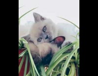 Two Balinese Kitten Lick and Cuddle on Grass 
