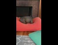 Frenchie dog dig on bean bag fireplace