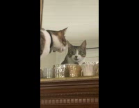 Cat shocked look at own reflection mirror