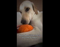 Collab DogIG - Dog doesnt like hooman touching its pumpkin plushie