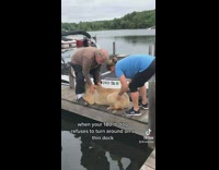 Couple has to move dog because it is scared 