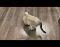 Grey cat push down orange from table