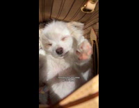 Puppy sleeping inside womans bag