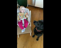 Black labrador dog baby red bell pepper  