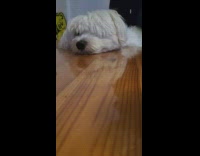 White dog hear ringtone head tilt table