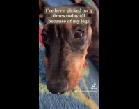 Dog picked on because of short legs 