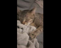 Cat kneads and sucks on grey blanket 