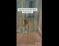 Collab BitchIG2 - Dog things hanging strings is a door 