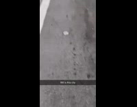 Lady holds leashes two guys act like dogs