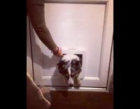 Owner opens doggy door and black and white dog tries to squeeze through and barely makes it