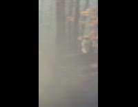 Puffed up eagle sit on log mountain