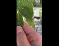 Man found a shiny and glossy leaf at the park