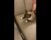 Cat lick the air reaction to scratch