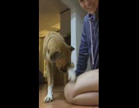 Girl stops petting brown dog touches thigh