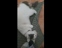 Guy pat back of cat on rug