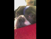 black dog sleeping and snoring loudly 