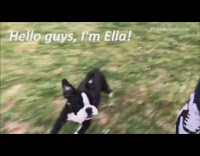 Boston terrier puppy dog plays in backyard 