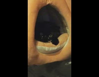 Black cat in pumpkin bed kneads air 