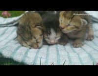 Three newborn kittens blue white striped towel 