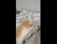 Orange white kitten sleep fall down table