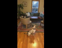 Collab DailyDoseOfInternet - Dog stands and spins around dance trick 