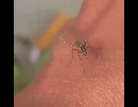 Mosquito tries to bite hand