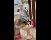 Collab BitchMP - Hamster with its own sink and mirror