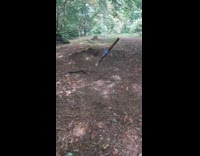 Dog bites the stick on rope swing